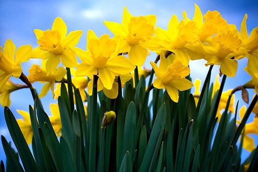 Daffodils blue sky